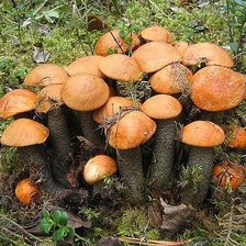 Схема вышивки «подосиновички»