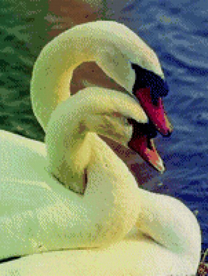 Лебеди - лебедь, птицы - предпросмотр