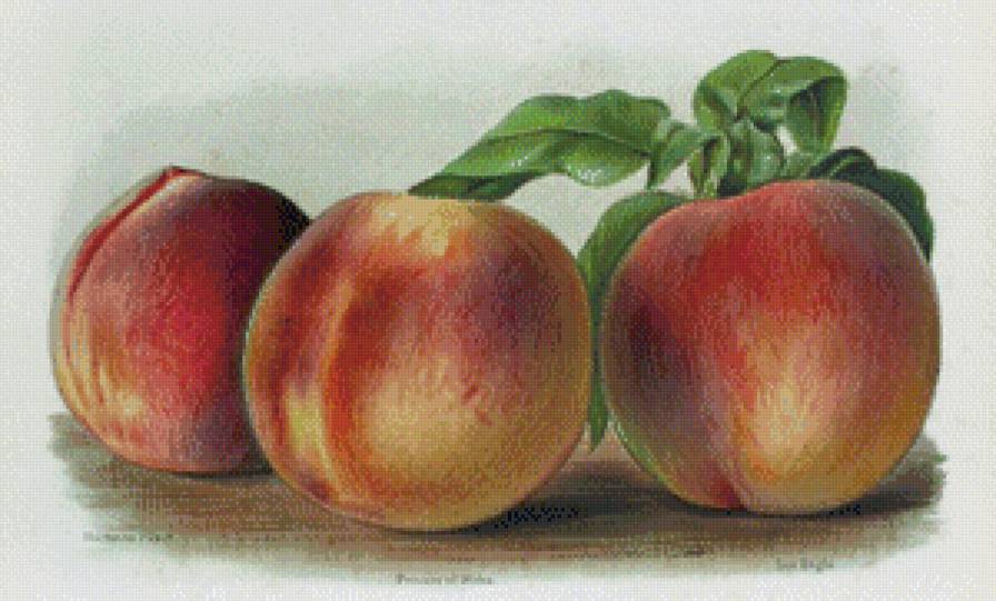 натюрморт для кухни - фрукты, персики, витамины - предпросмотр