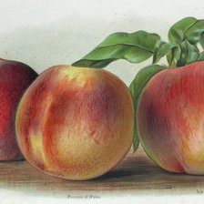 Схема вышивки «натюрморт для кухни»