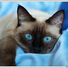 Схема вышивки «кот»