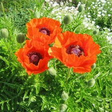 Схема вышивки «маки»