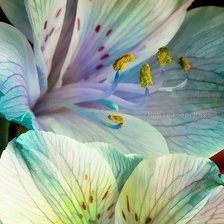 Схема вышивки «№466974»