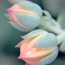 Схема вышивки «№466978»