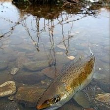 Схема вышивки «Камчатка»