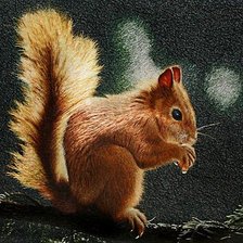 Схема вышивки «белка»