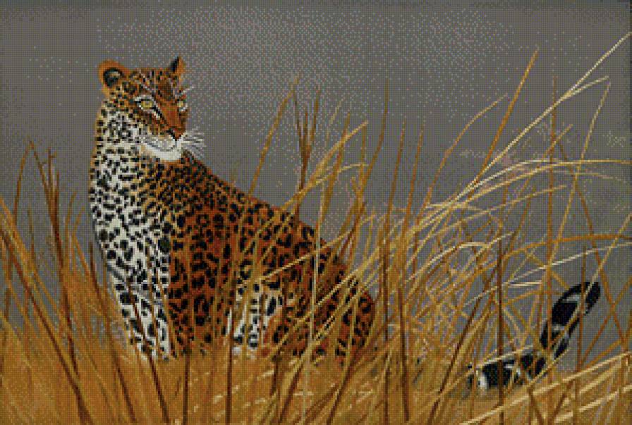 гепард - животные.гепард - предпросмотр