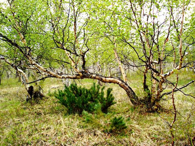 Камчатка - оригинал