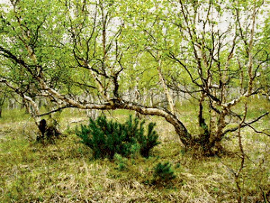 Камчатка - предпросмотр