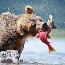 Схема вышивки «Камчатка»