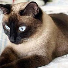 Схема вышивки «№467560»