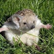 Схема вышивки «Ежик»