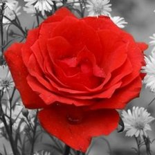 Схема вышивки «Триптих "Красная роза" часть*2»