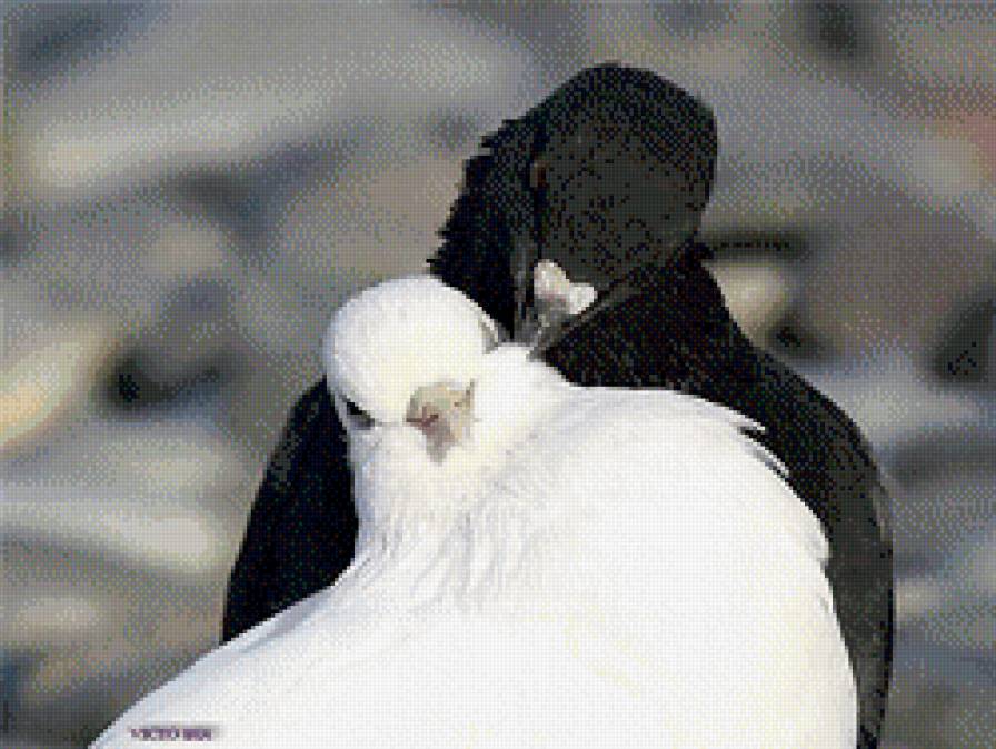 Пара голубей - голуби, птицы, пара - предпросмотр