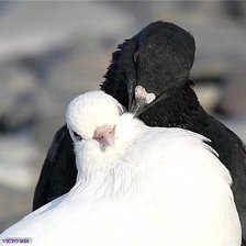 Схема вышивки «Пара голубей»