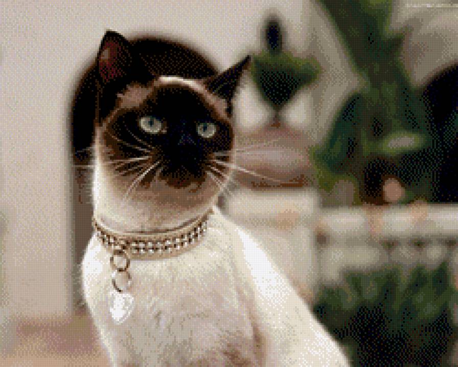 кот супер - предпросмотр