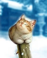 Схема вышивки «ласковый котик»