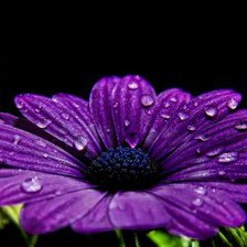 Схема вышивки «№468497»