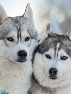 №468512 - оригинал