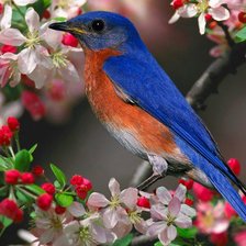 Схема вышивки «Синяя птица»