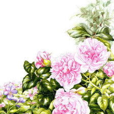 Схема вышивки «Пионы»