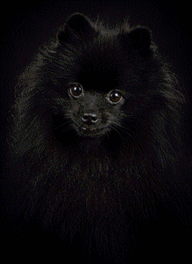 черный шпиц - щенок, мордашка, взгляд, собака - предпросмотр