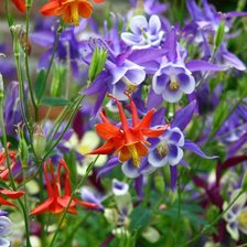 Схема вышивки «серия "цветы"»