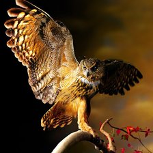 Схема вышивки «сова»