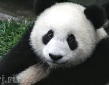 Панда