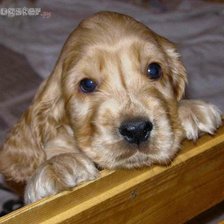 кокер спаниель лапулька