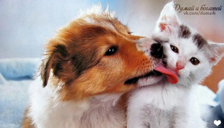 друзья - кошки собаки - оригинал