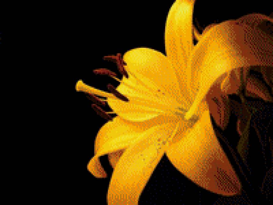 лилия - желтая лилия, черный фон - предпросмотр