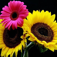 Схема вышивки «гербера, подсолнухи»