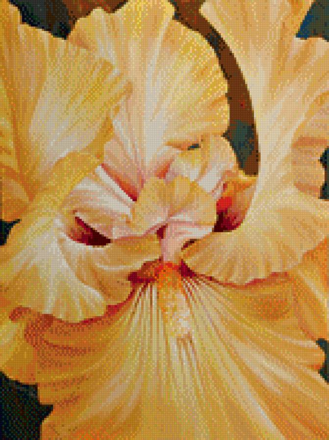 ирисы - цветы, живопись, ирисы - предпросмотр