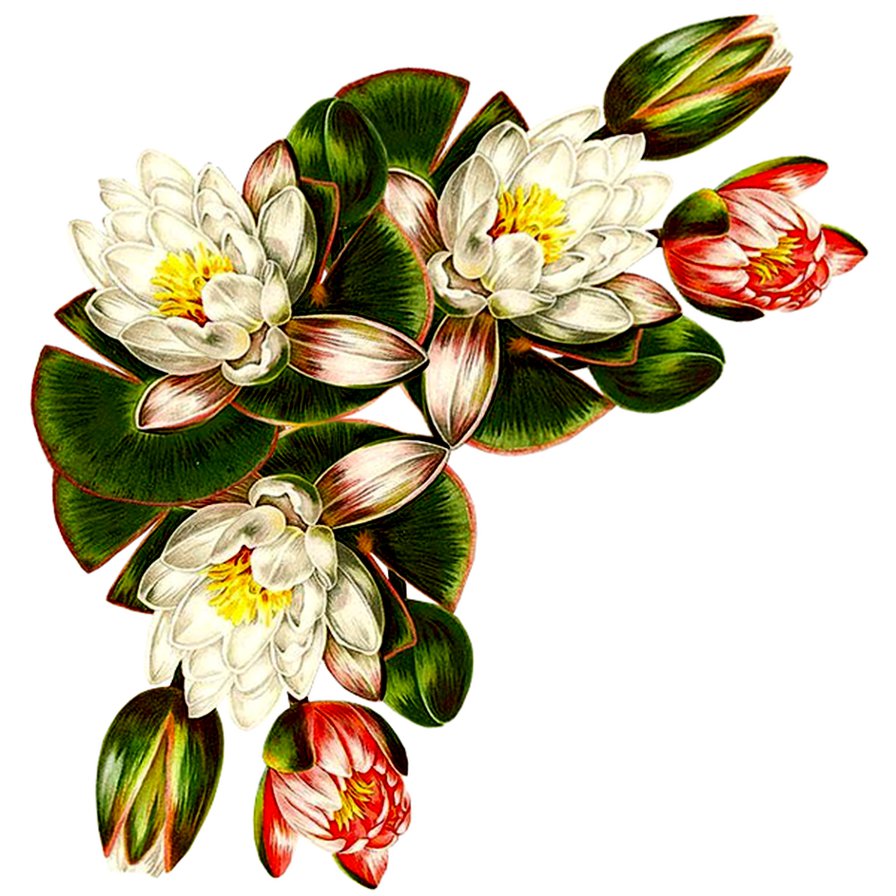 уголок - лотос, живопись, цветы - оригинал