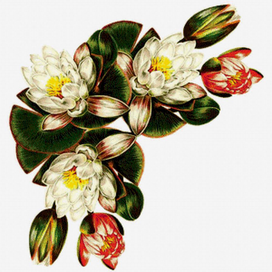 уголок - цветы, живопись, лотос - предпросмотр