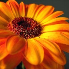 Схема вышивки «гербер2»