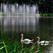 Схема вышивки «два лебедя3»