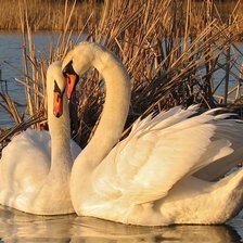 Схема вышивки «два лебедя4»