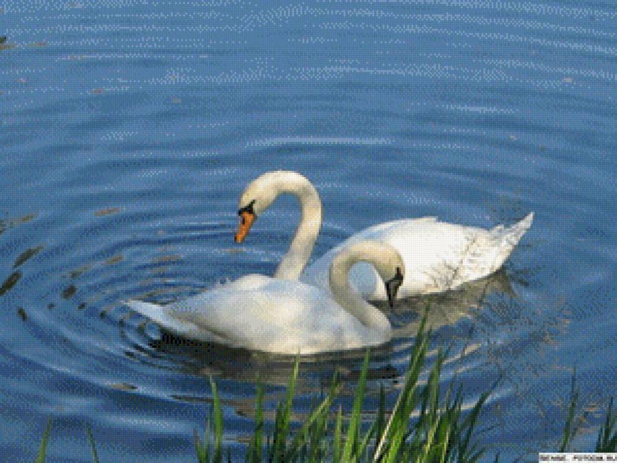 два лебедя6 - предпросмотр