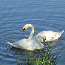 Схема вышивки «два лебедя6»