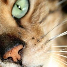 Схема вышивки «Котенок»