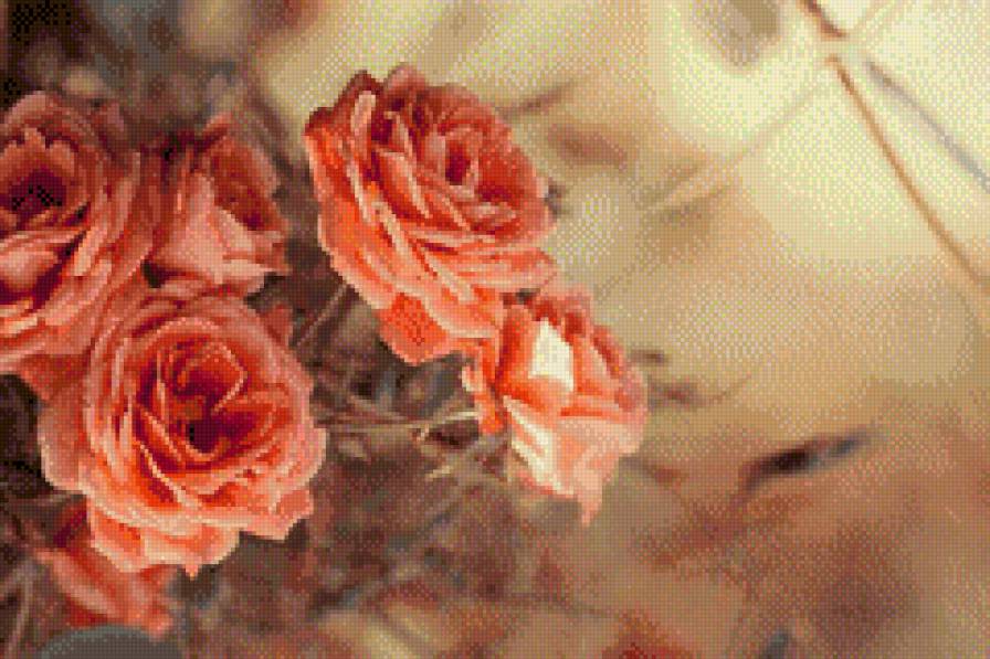 Růže - květiny - предпросмотр