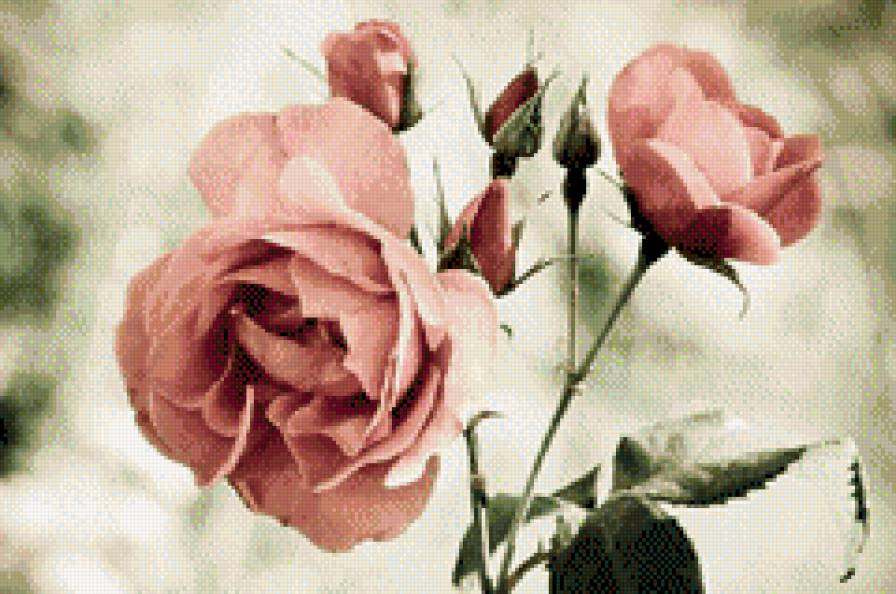 Růže - květiny - предпросмотр