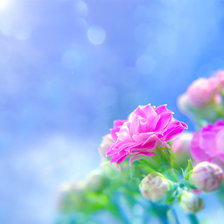 Схема вышивки «роза»