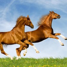 Схема вышивки «Лошади»