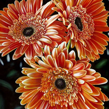 Схема вышивки «герберы»