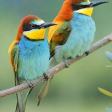 Схема вышивки «птицы»