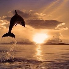 Схема вышивки «Дельфин»