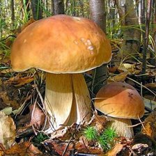 Схема вышивки «грибы»